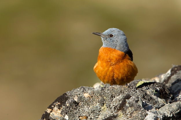 Macho de tordo-de-cauda-ruiva. Monticola saxatilis