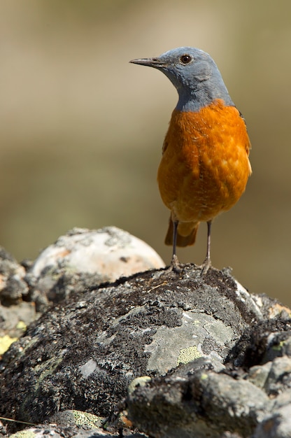 Macho de tordo-de-cauda-ruiva, pássaros, cauda-de-rufus, Monticola saxatilis