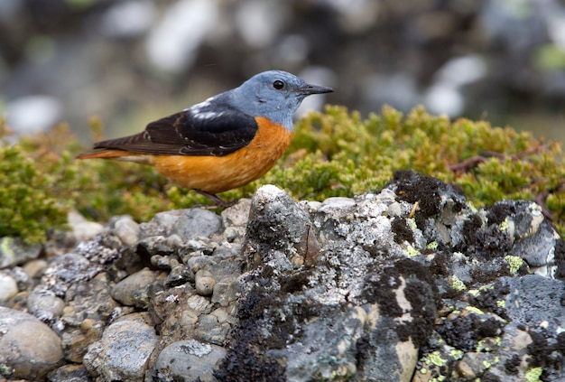 Macho de tordo-de-cauda-ruiva, pássaros, cauda-de-rufus, Monticola saxatilis