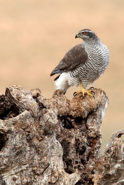 Macho de três anos de idade do Norte, Accipiter gentilis