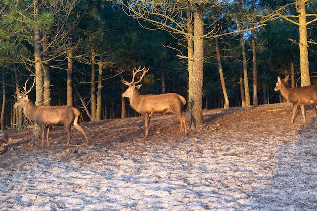 Macho de veado com grandes chifres na foto da vida selvagem do parque natural