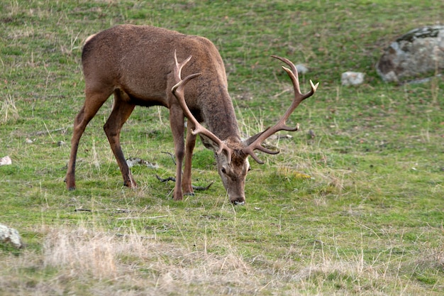 Macho de veado-vermelho, Cervus elaphus, veado, vertebrados, mamífero