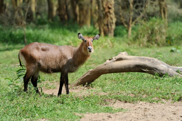 Macho de Waterbuck em pé na grama