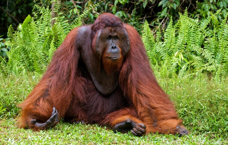 Foto el macho dominante grande está sentado en la hierba. indonesia. la isla de kalimantan (borneo).