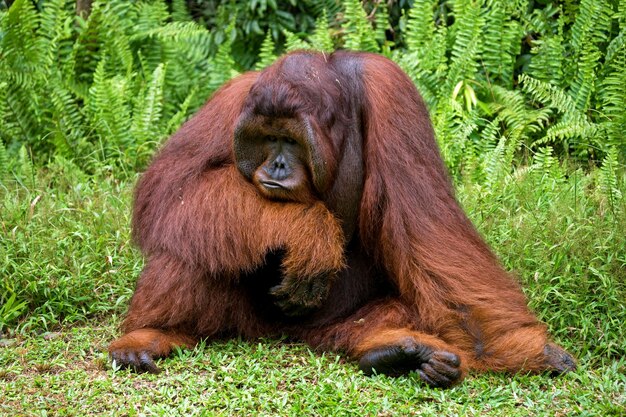 El macho dominante grande está sentado en la hierba. Indonesia. La isla de Kalimantan (Borneo).