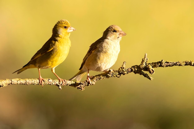 Macho e fêmea de greenfinch europeu com a primeira luz da manhã em uma floresta de carvalhos