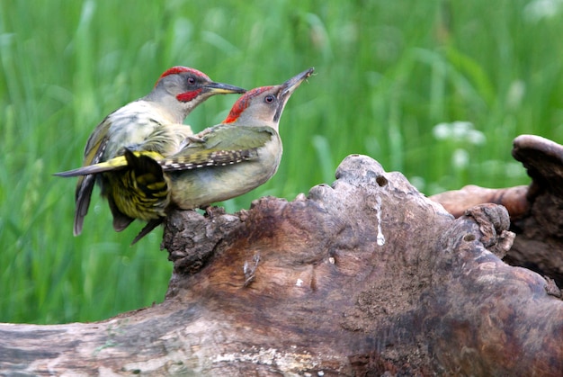 Macho e fêmea de Picus viridis acasalamento, pássaros, passeriformes, pica-pau-verde, pica-pau