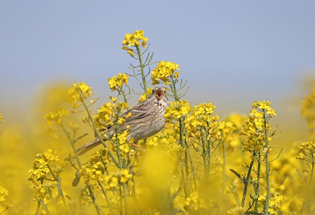 Macho del empavesado de maíz (Emberiza calandra) en plumaje nupcial filmado en las ramas de la colza en flor