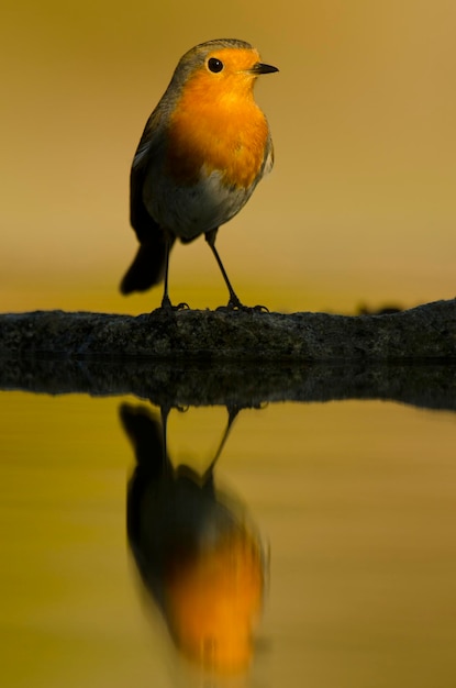 Macho europeu robin em uma lagoa de água (erithacus rubecula), alicante, espanha