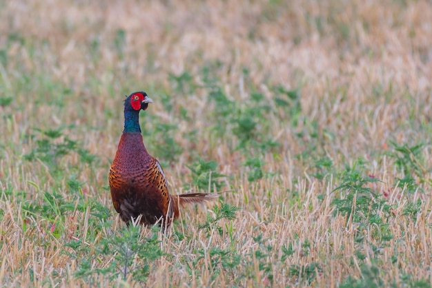 Macho faisão comum Phasianus colchicus na natureza.