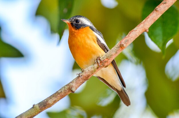 Un macho Flycatcher Mugimaki en una rama.