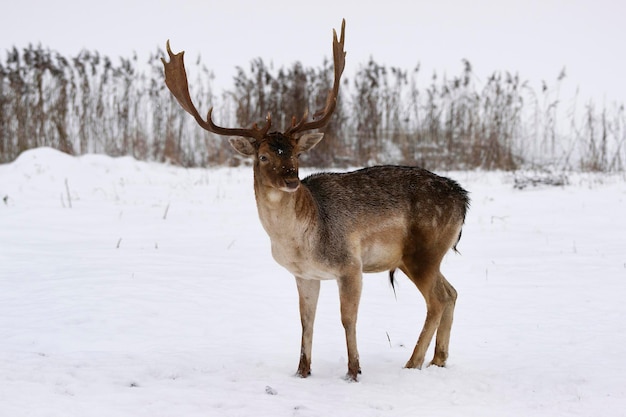 Macho de gamo en campo de nieve de invierno