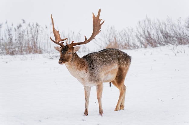 Macho de gamo en campo de nieve de invierno