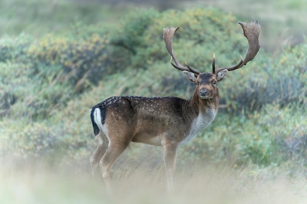 Macho de gamo (Dama dama) en celo