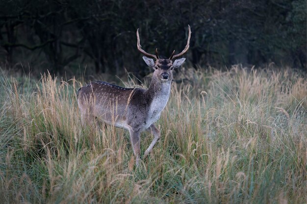 Macho de gamo (Dama dama) en celo