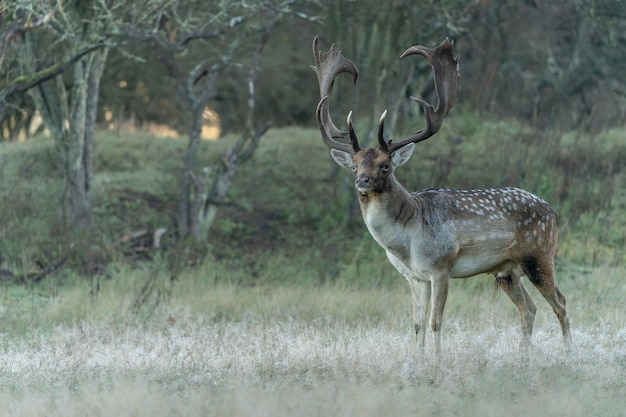 Macho de gamo (Dama dama) en celo