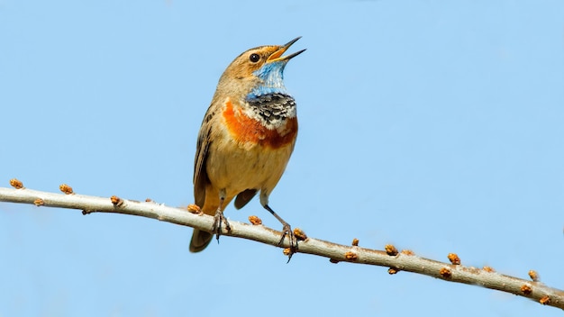 el macho de garganta azul canta en una rama en primavera