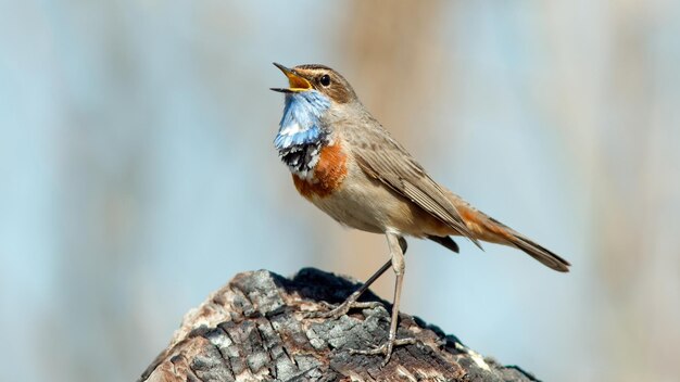 Un macho de garganta azul de estrella blanca canta en el primer plano de la primavera