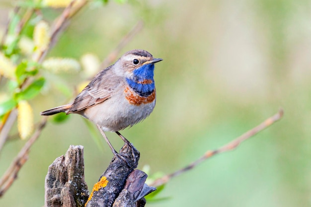 El macho de la garganta azul Luscinia svecica cantando desde su puesto en el territorio de cría