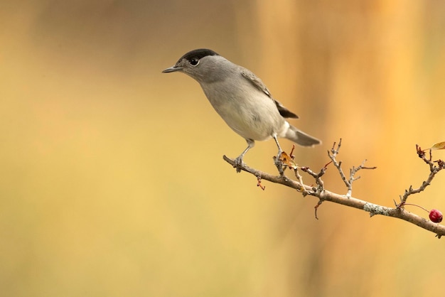 Macho de garganta blanca común en una percha en un bosque mediterráneo con la primera luz de un día de otoño