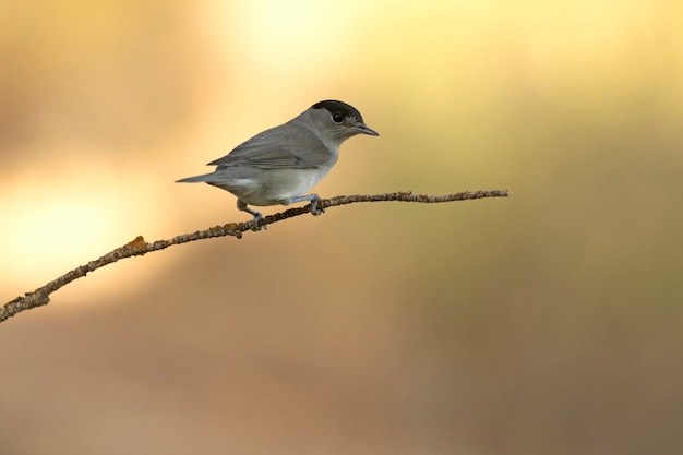 Macho de garganta blanca común en una rama dentro de un bosque mediterráneo con las primeras luces