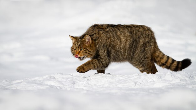 Macho gato montés europeo acicalarse en la nieve.