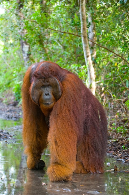 El macho grande dominante está de pie sobre las patas traseras en la jungla. Indonesia. La isla de Kalimantan (Borneo).