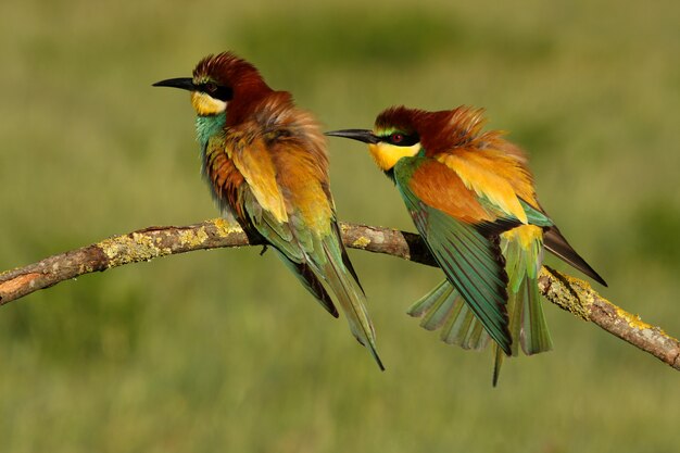 Macho y hembra de abejaruco europeo en época de apareamiento, Merops apiaster