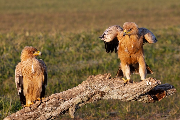 Macho y hembra de águila imperial española con los primeros rayos del amanecer en un frío día de invierno