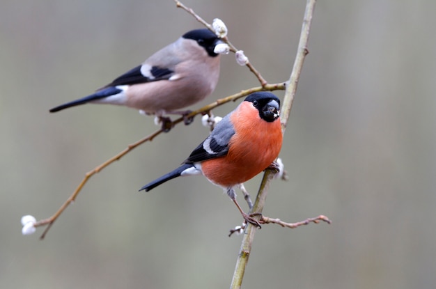 Macho y hembra de camachuelo euroasiático