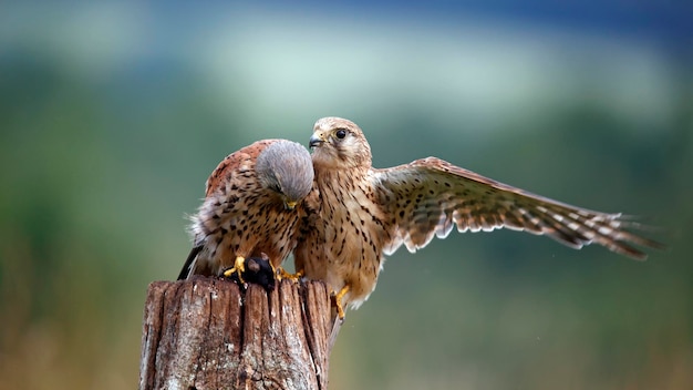 Macho y hembra de cestrel peleando por un ratón