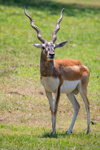 Foto macho de impala (aepyceros melampus). animales salvajes.