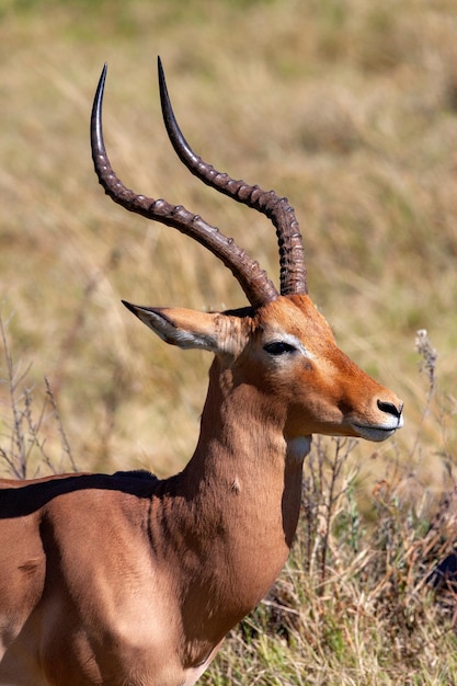 Macho Impala Delta del Okavango Botswana