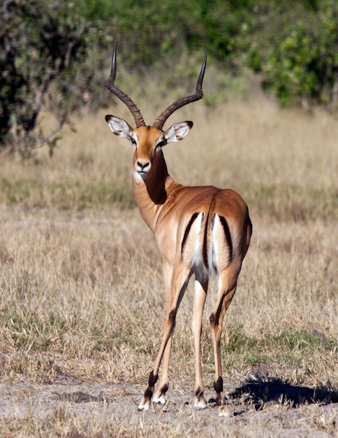 Macho Impala Savuti região de Botswana