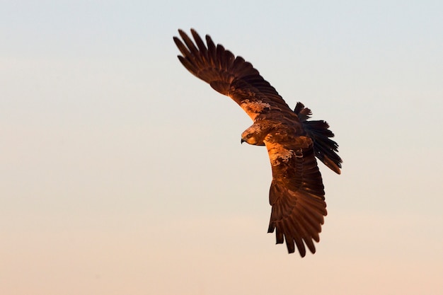 Macho joven de aguilucho lagunero occidental volando con las últimas luces de la tarde