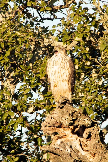 Macho joven azor del norte comiendo una presa en un bosque de robles y pinos