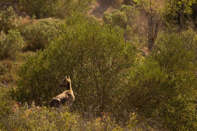 Macho joven de cabra montés español en el hábitat natural iberia salvaje fauna española animales de montaña