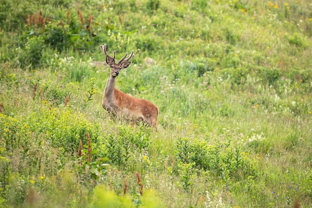 Macho joven de los ciervos comunes que se coloca en prado en el verano.