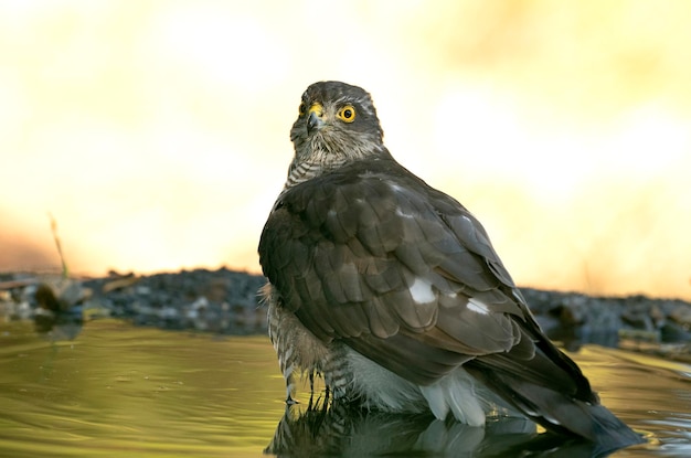 Macho joven gavilán euroasiático en un punto de agua en un bosque mediterráneo en las últimas luces