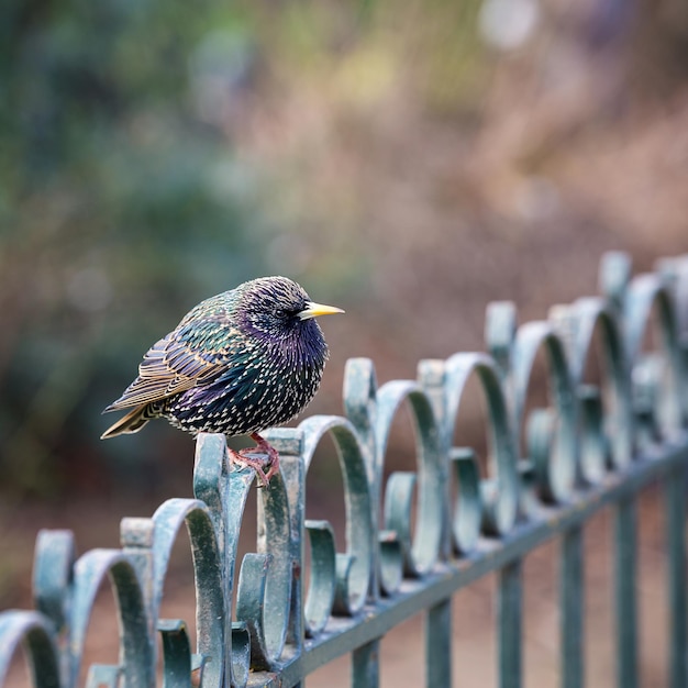 Macho juvenil Starling en barandilla de metal