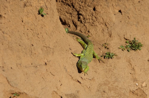 Macho de lagarto ocelado en época de apareamiento, reptiles, lepidus de Timon, lacerta, lepida, lagarto