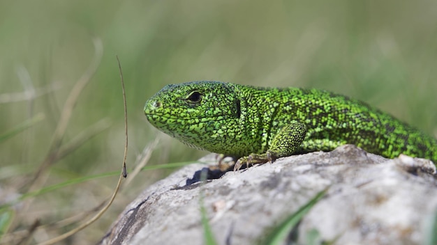 Foto macho de lagarto verde europeo lacerta viridis en la piedra con procedencia verde