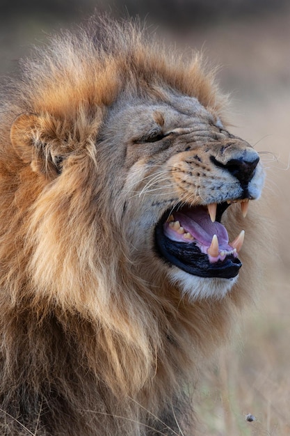 Macho Leão Panthera leo Botswana