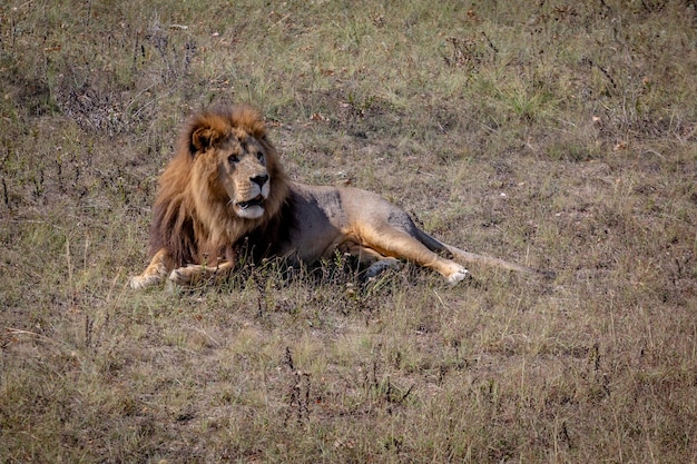Macho de león grande tirado en el suelo y mirando hacia algo