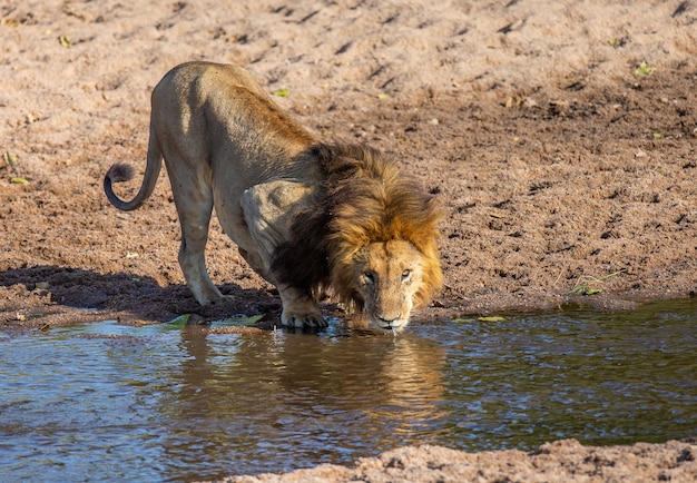 Macho de leones grandes está bebiendo agua de un pequeño río.