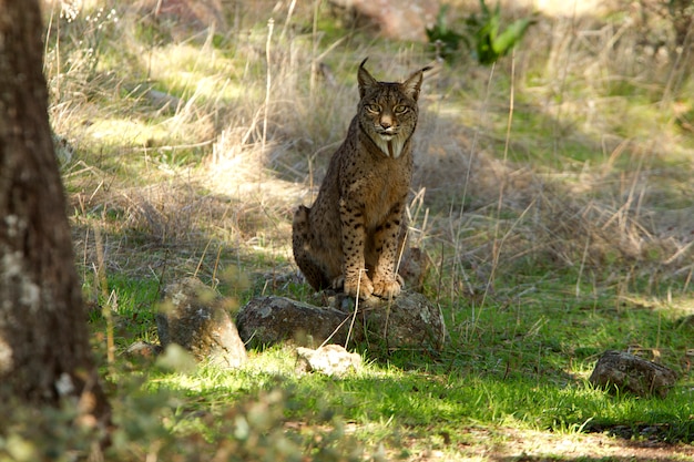 Macho de lince ibérico, lince, gato montés, lince pardinus, lince