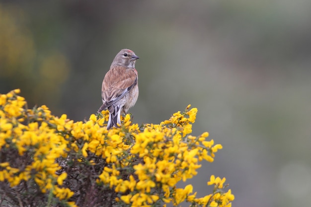 Macho de linnet común en un arbusto