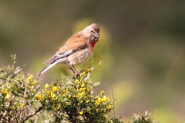 Macho de linnet común en un arbusto