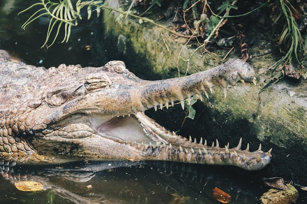 Un macho maduro Gavial Gavialis gangeticus un cocodrilo fisheating está descansando en aguas poco profundas