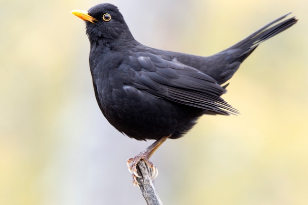 Macho de mirlo común, pájaros, Turdus merula